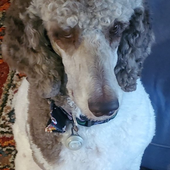 Meet your Posher, Gary - Picture 2 of 4